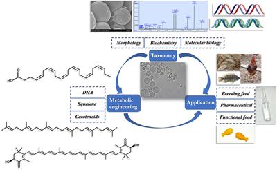 Marine thraustochytrid: exploration from taxonomic challenges to biotechnological applications